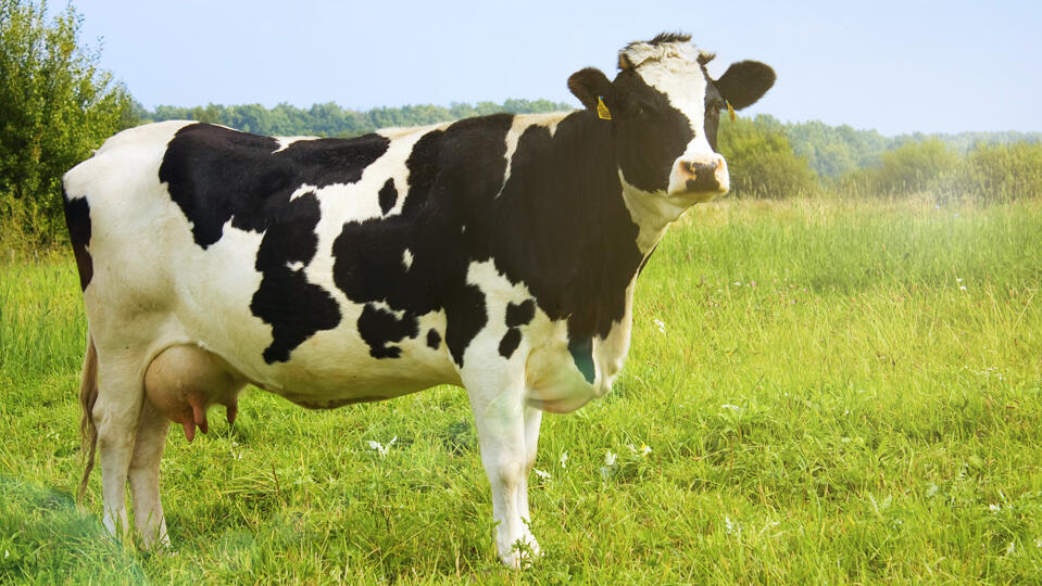 Youran Dairy Official